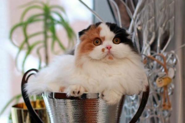 1614320473873279.jpg 猫咪春季常见疾病