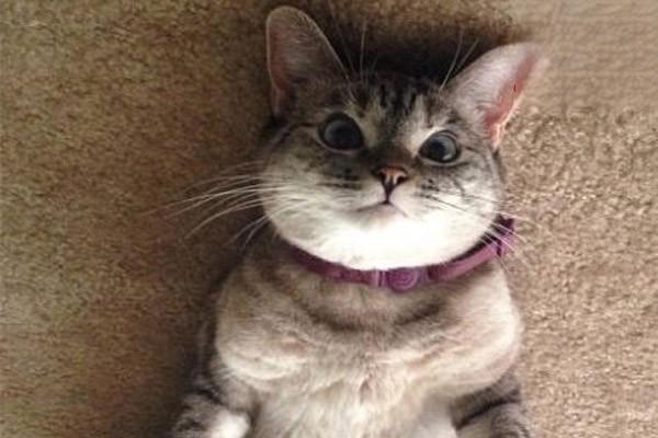 1626430809858984.jpg 猫发烧怕冷是感冒了吗?