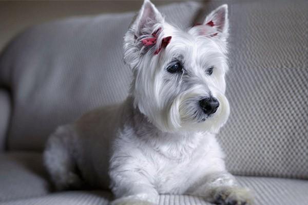 1611045360504983.jpg 狗狗得了细小治疗注意事项