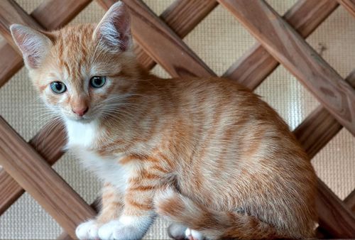 猫咪节育有什么好处 猫咪节育好处介绍