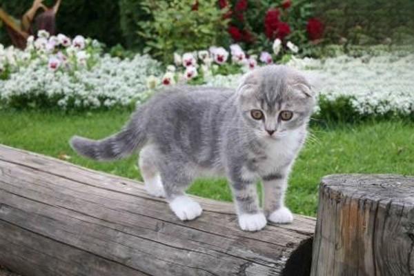 1613976890681940.jpg 新手养猫科普指南