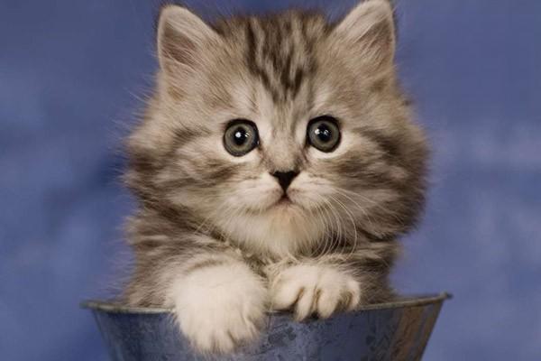 1611218835364871.jpg 正确吸猫的技巧与注意事项