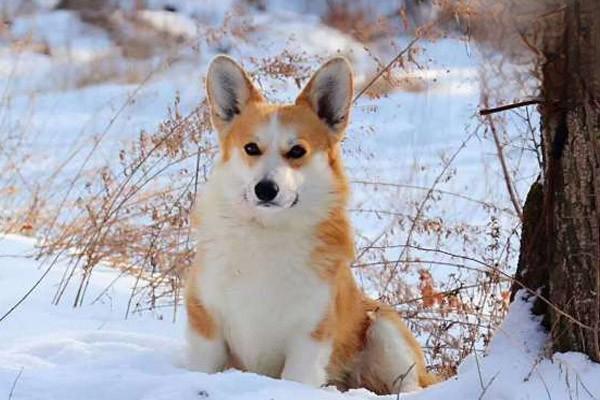 1616212852450476.jpg 如何惩罚一只不听话的狗狗