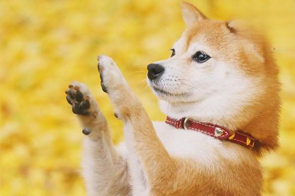 1620986809583675.jpg 狗结石有什么症状 如何预防