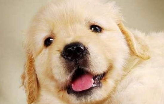 辨别纯种金毛幼犬 金毛怎么看纯种