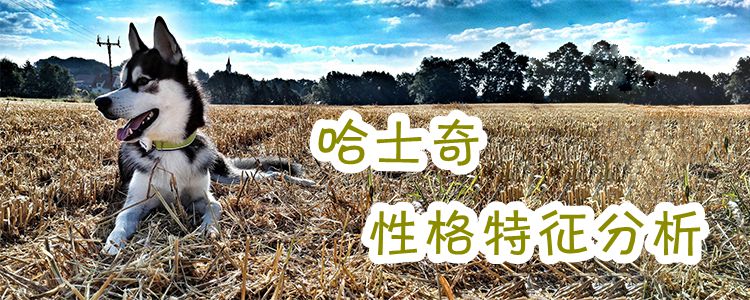 哈士奇性格特征
