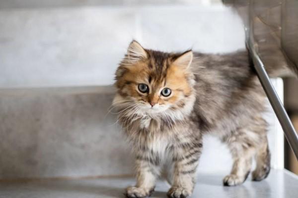 1614136554262151.jpg 猫狗有哪些体外寄生虫