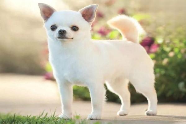 1610009194988107.jpg 狗狗肥胖症的原因与减肥方法