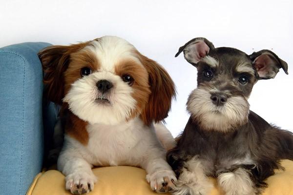 1623222193997783.jpg 犬细小症状 狗狗细小是什么症状