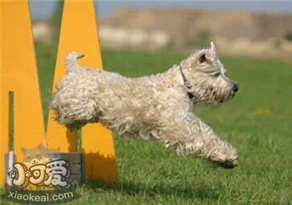 爱尔兰软毛梗幼犬怎么养 爱尔兰软毛梗喂养指南