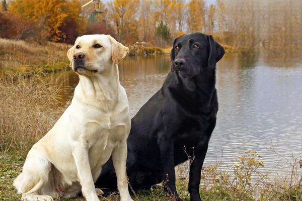 1611308943484680.jpg 怎么看猫狗是否适合混养