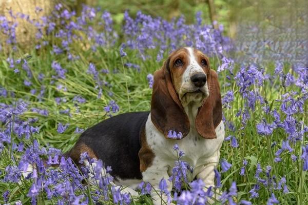 1610009174916426.jpg 狗狗肥胖症的原因与减肥方法