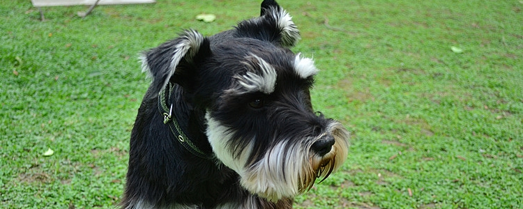 雪纳瑞掉毛吗 肯定是什么原因导致狗狗掉毛了吧!