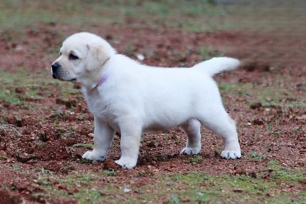 1611369496645377.jpg 猫狗长期便秘腹泻消化不良怎么办