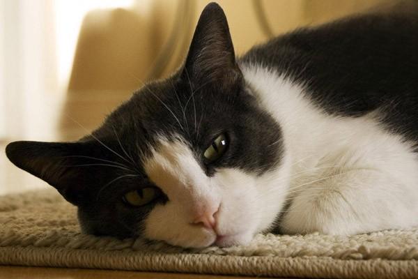 1612408757504986.jpg 捡到奶猫怎么办