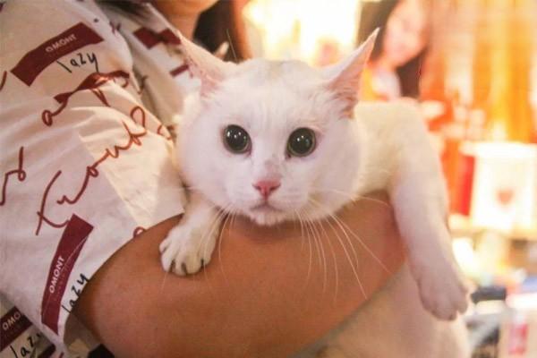 1626430827452245.jpg 猫发烧怕冷是感冒了吗?