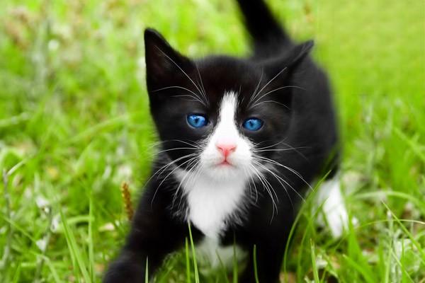 1613721113507378.jpg 猫咪刚到新家怎么快速适应新环境