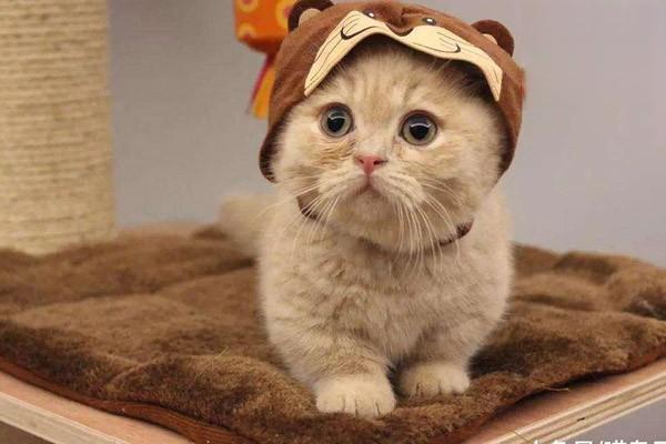 被猫抓伤出血 被猫抓伤出血