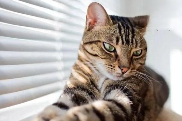 怎么治疗猫咪湿疹,猫湿疹难治吗? 怎么治疗猫咪湿疹,猫湿疹难治吗?