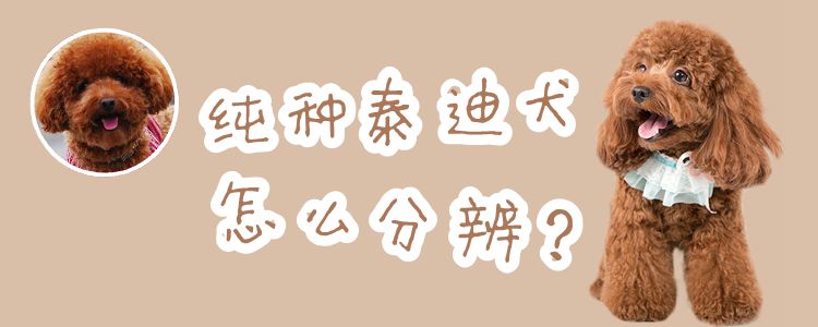 纯种泰迪犬怎么分辨