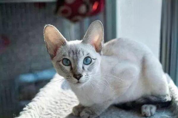 1613721069791685.jpg 猫咪刚到新家怎么快速适应新环境