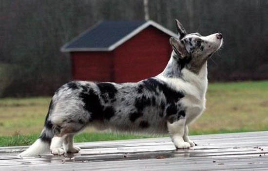 佛山禁养犬名单2020 佛山禁养狗狗的名单