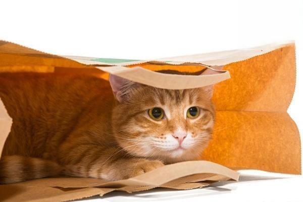 1618556994677755.jpg 猫胰腺的介绍