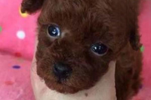 1604901905122253.jpg 狗得了细小多久会死.jpg