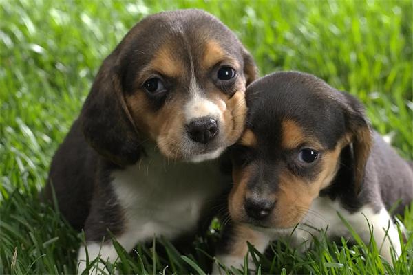 狗狗的毛发粗糙没有光泽 狗狗的毛发粗糙没有光泽