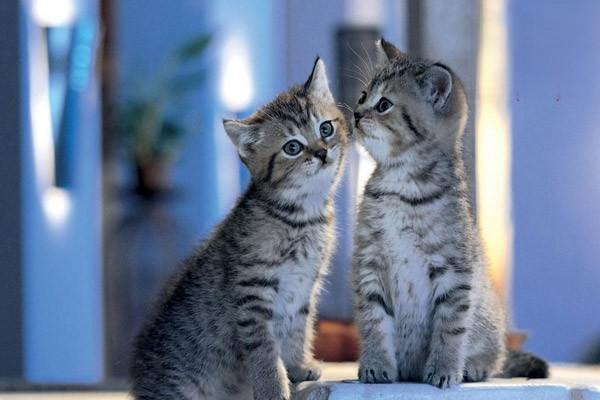 1616983321419713.jpg 狗狗猫咪打喷嚏一定是感冒吗