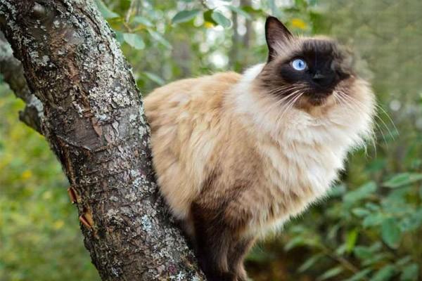 1611219726250078.jpg 猫咪鸳鸯眼的秘密