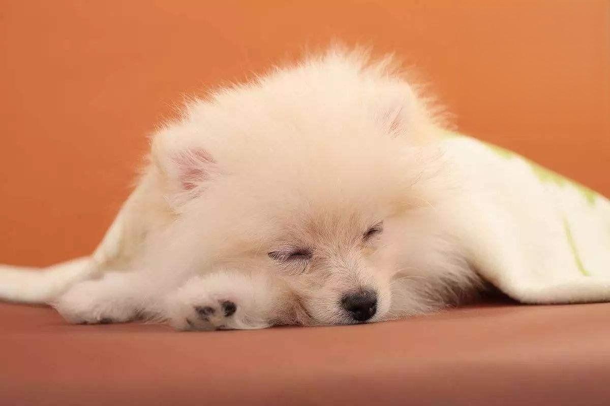 狗狗发烧精神没精神 狗狗发烧精神没精神