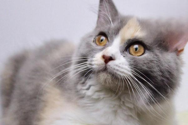 1612508178138786.jpg 猫咪四处射尿怎么办