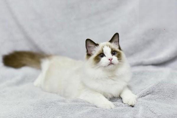 1616382933665495.jpg 什么是猫抓病,被猫抓了怎么办