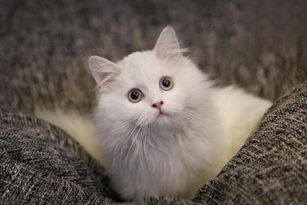 1615447884431339.jpg 猫咪野性太大怎么办