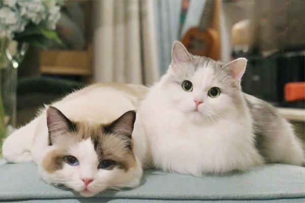 1616121585190151.jpg 怎样让你的猫变得更加快乐