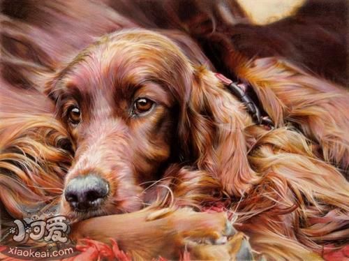 如何训练爱尔兰雪达犬绕弯走 爱尔兰雪达犬绕弯走训练