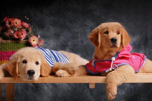 1611373144652857.jpg 猫狗肥胖症的症状与治疗方法