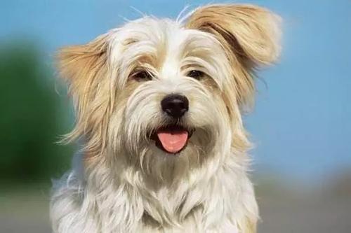 1609167045273612.jpg 狗狗吃什么提升免疫力