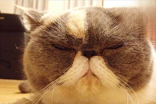 猫掉毛秃了一块 猫掉毛秃了一块