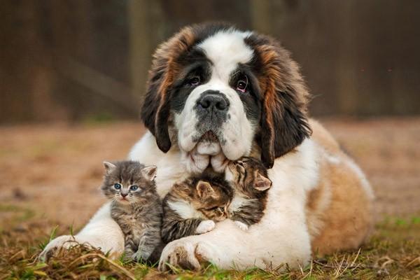 1618471878214671.jpg 狗狗用人的沐浴露的危害