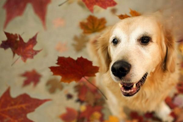 1611646854209053.jpg 猫狗大肠杆菌病怎么治疗