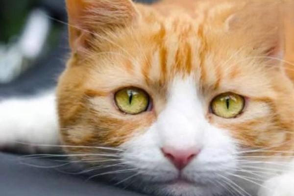 1616382909163522.jpg 什么是猫抓病,被猫抓了怎么办