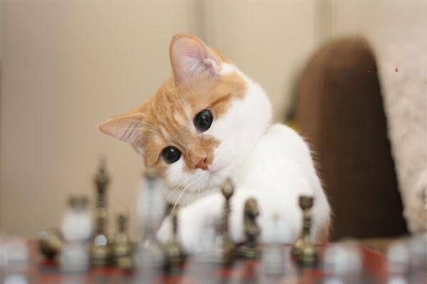 猫咪因为肥胖患上糖尿病,应该怎么办? 猫咪因为肥胖患上糖尿病,应该怎么办?