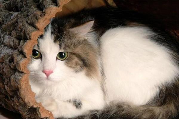 1622107872339070.jpg 猫肝腹水的症状有哪些 猫得肝腹水的原因