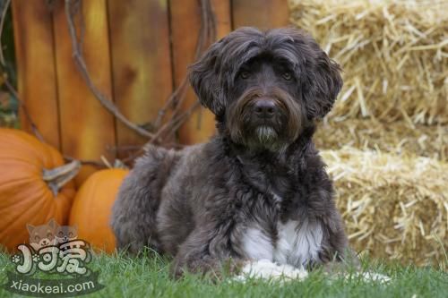 葡萄牙水犬怎么养 葡萄牙水犬饲养注意事项