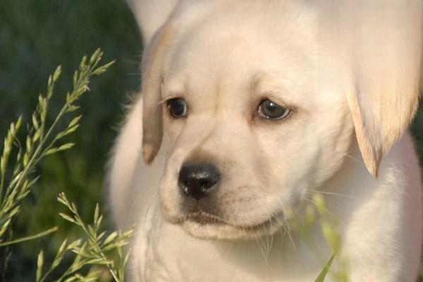 1612518202305661.jpg 狗猫吃干粮会吐怎么办