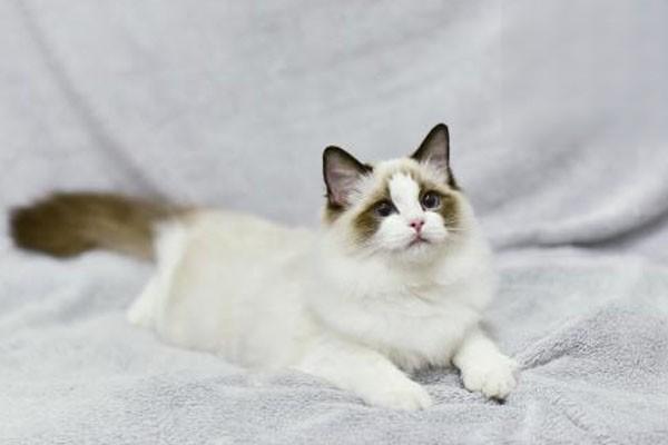 1611741668347350.jpg 猫咪总是呕吐这是怎么回事