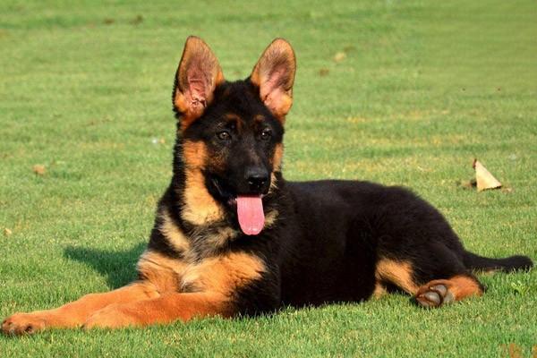 犬猫口炎有什么症状?可以怎么治疗? 犬猫口炎有什么症状?可以怎么治疗?