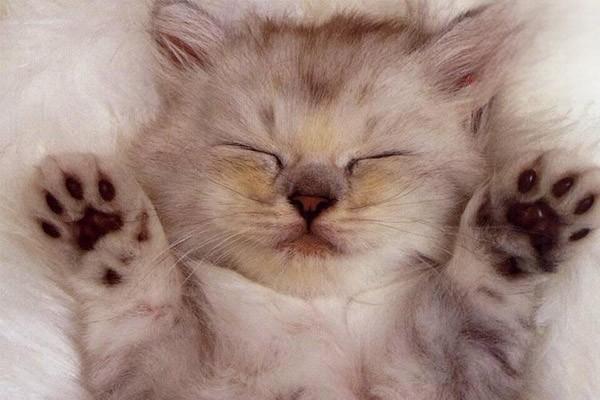 1627467011285943.jpg 犬猫关节问题是什么原因引起的?